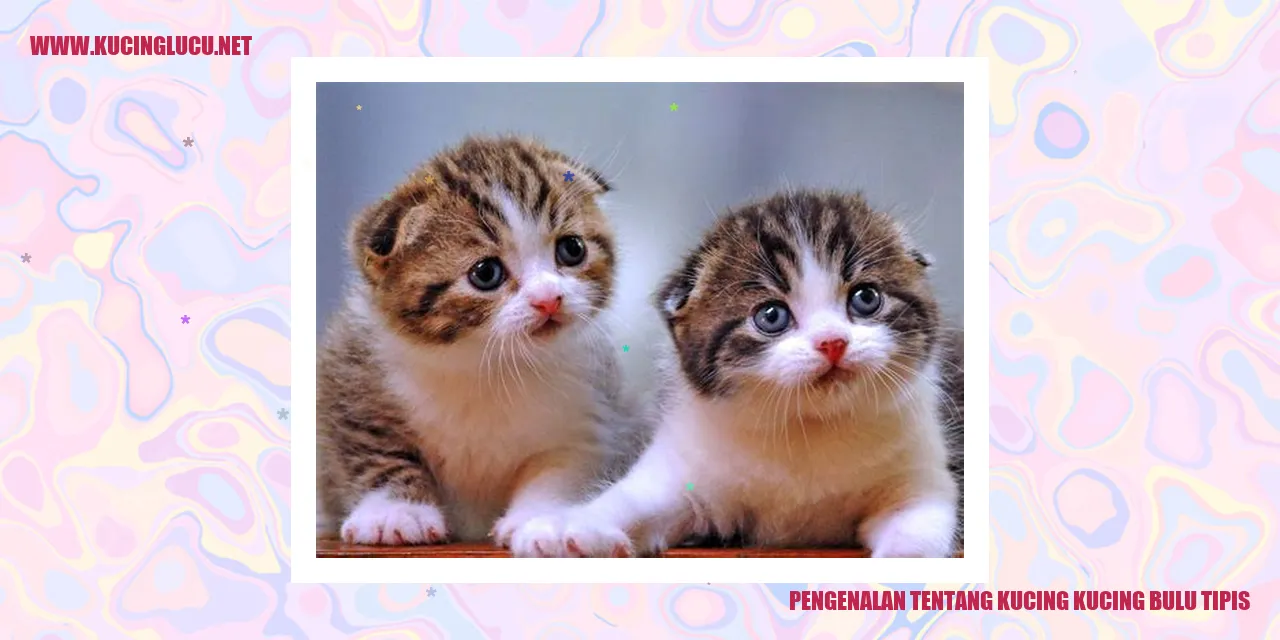 Kucing Kucing Bulu Tipis