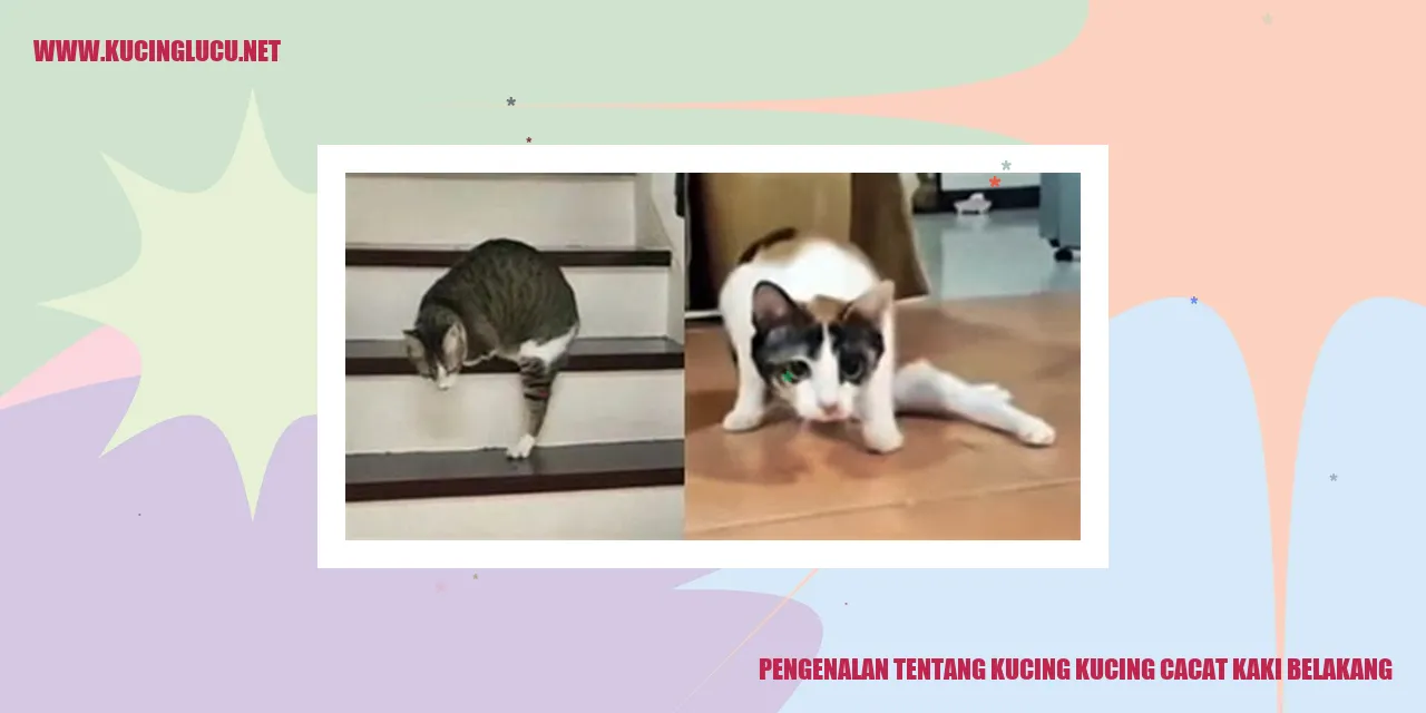 Gambar Kucing Cacat Kaki Belakang