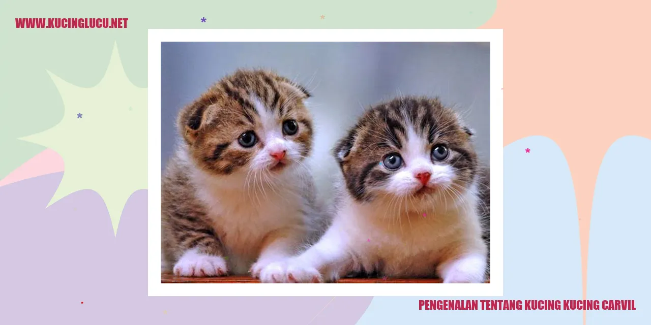 Kucing carvil