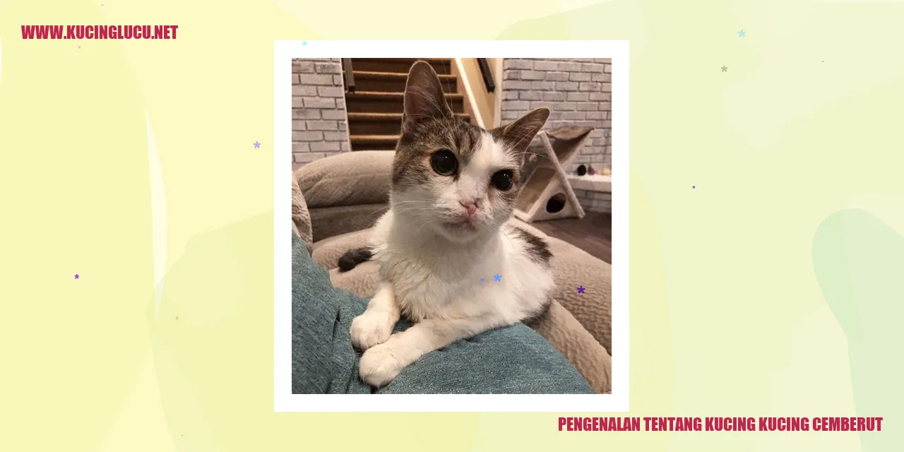 Kucing-kucing Cemberut
