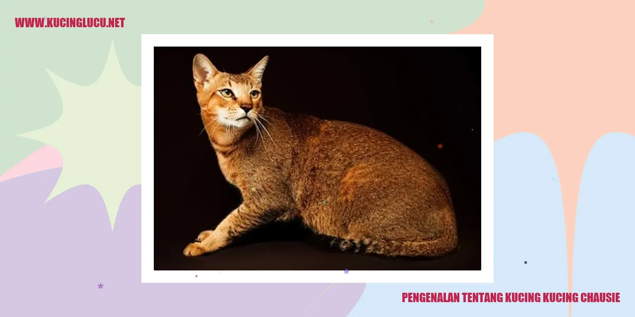 Gambar Kucing Chausie