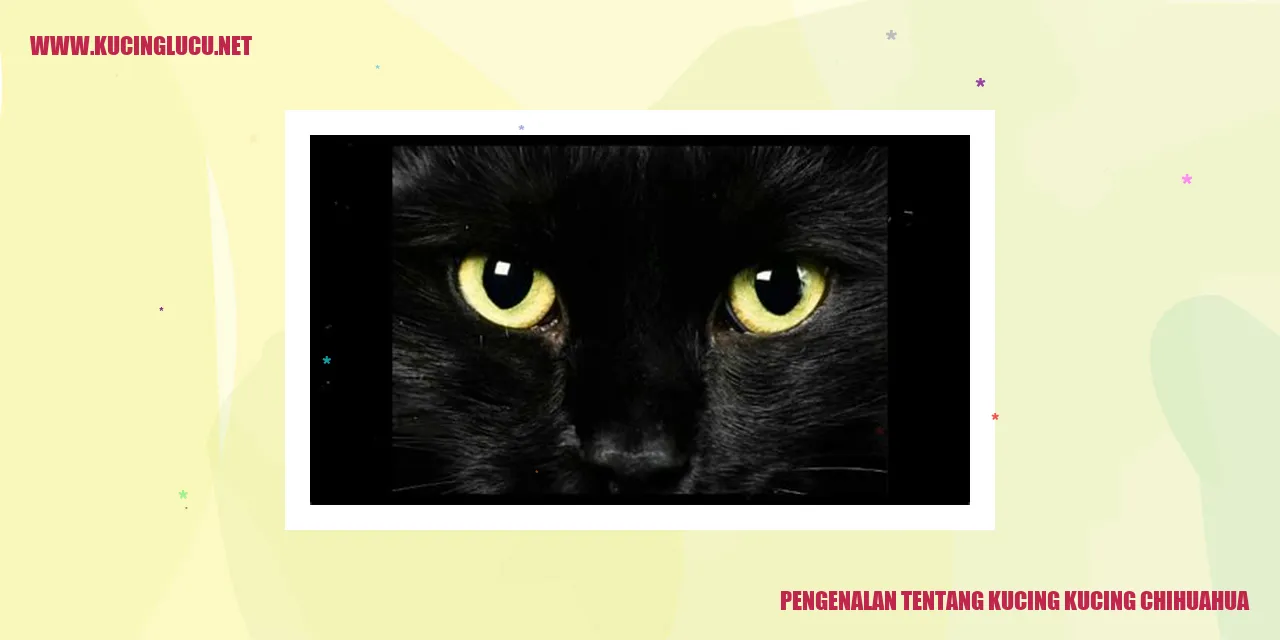 Kucing Chihuahua