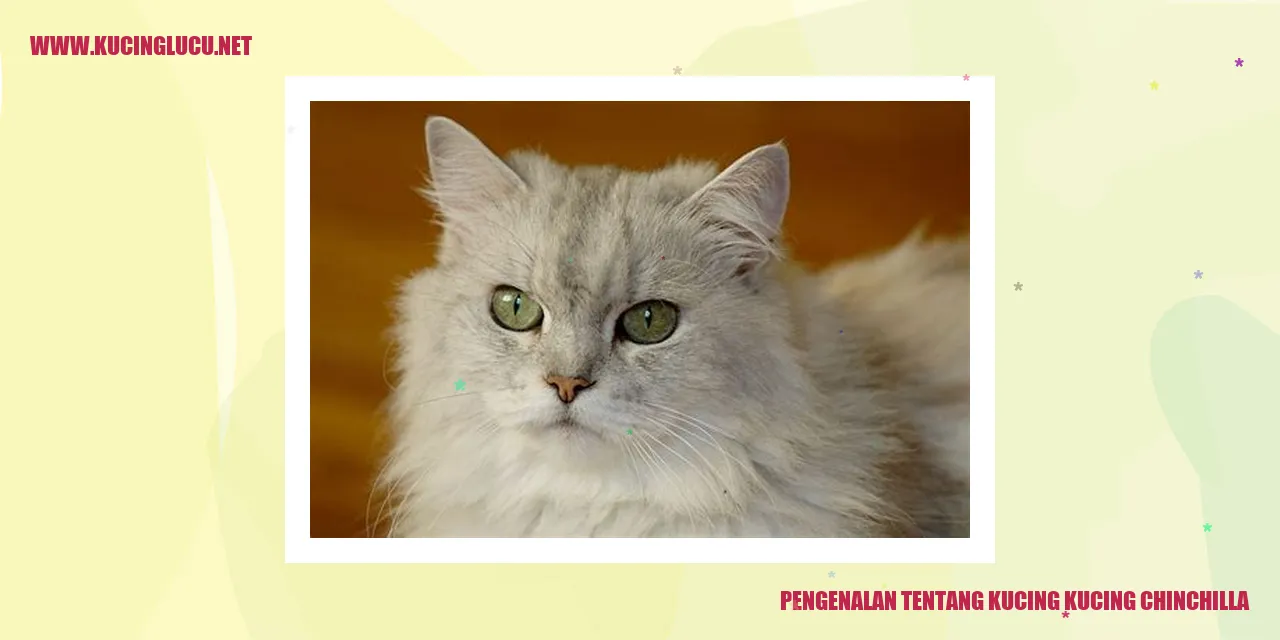 Gambar Kucing Chinchilla