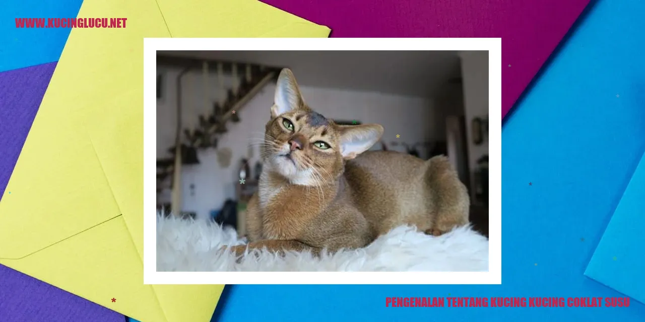Kucing Coklat Susu