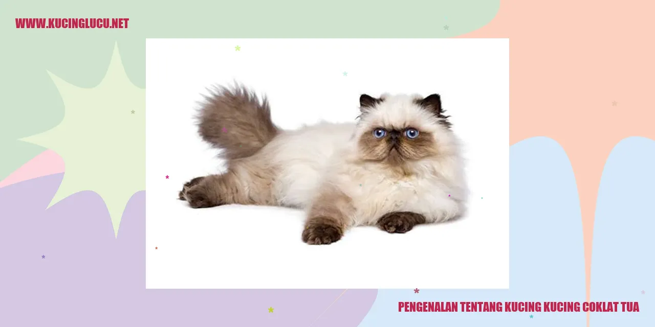 Kucing coklat tua