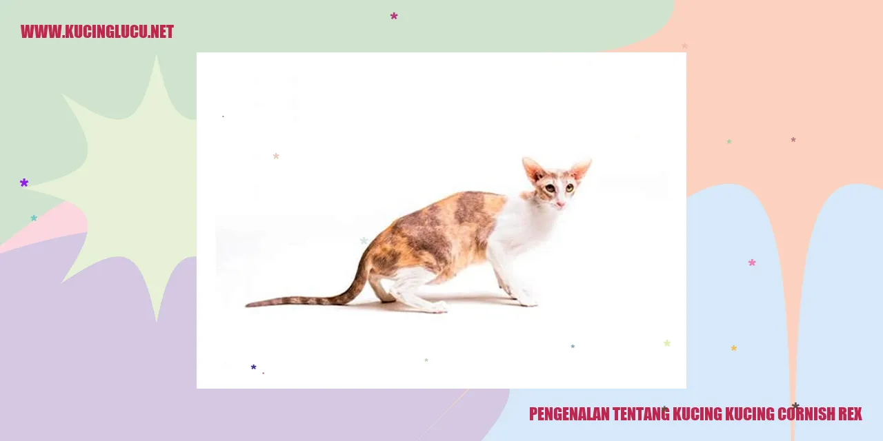 Kucing Cornish Rex