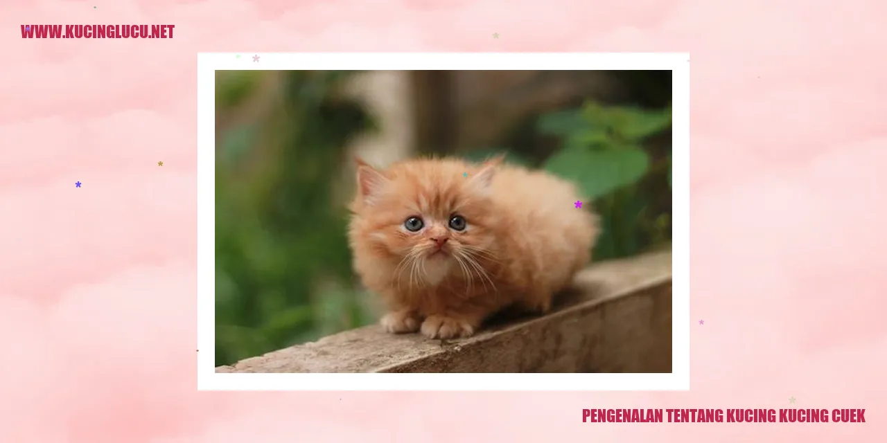 Gambar kucing cuek