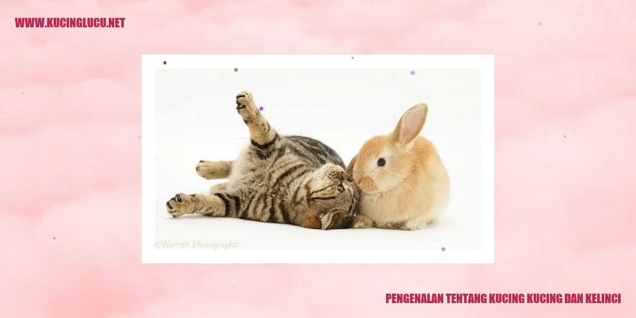 Gambar Kucing dan Kelinci