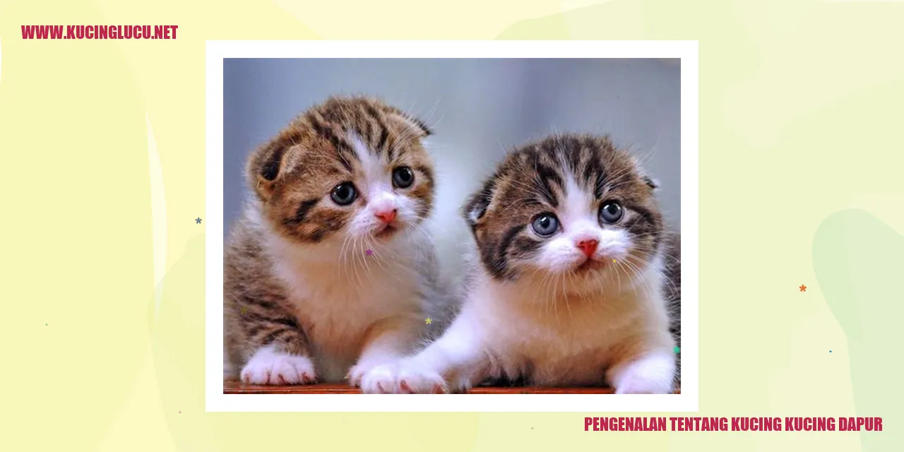 Kucing Dapur