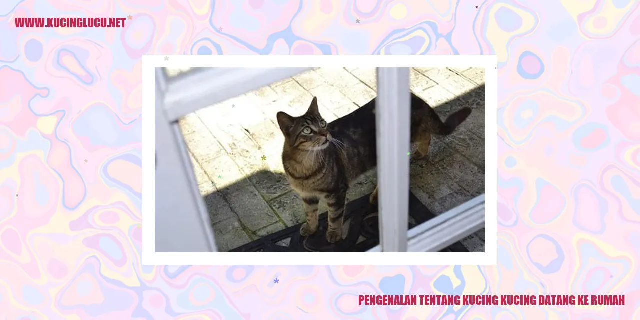 Kucing Lucu