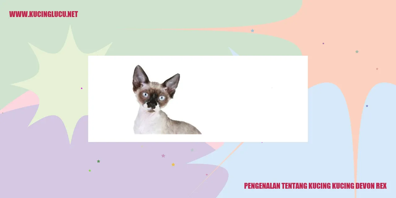 Kucing Devon Rex