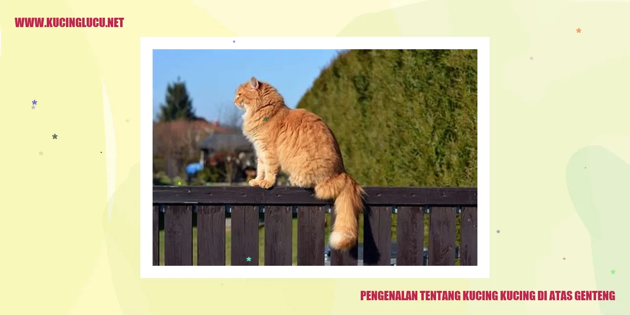 Gambar Kucing di Atas Atap
