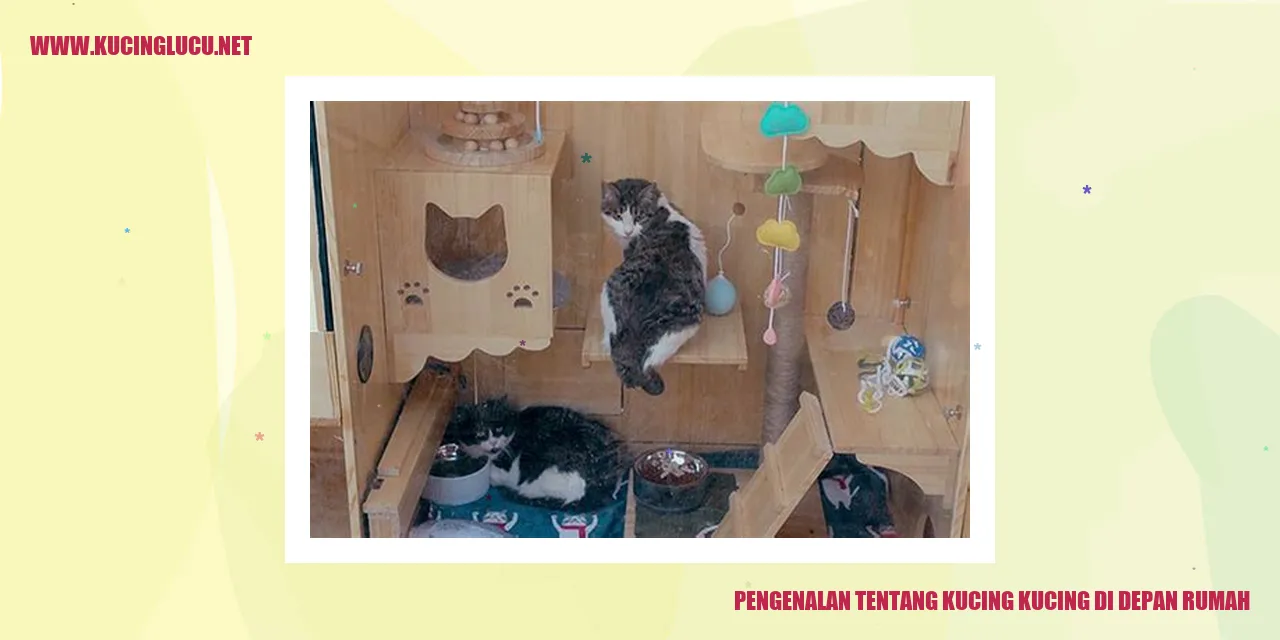 Kucing depan rumah