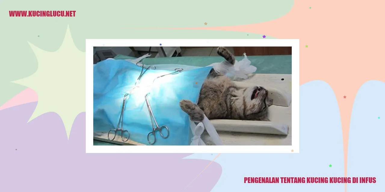 Kucing mengalami terapi infus