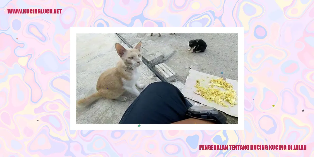 Kucing-kucing di Jalan
