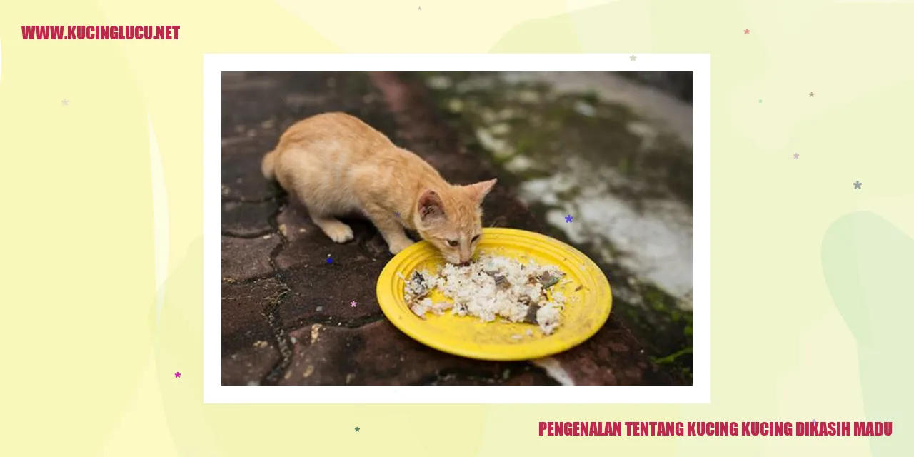 Kucing manis lagi makan madu