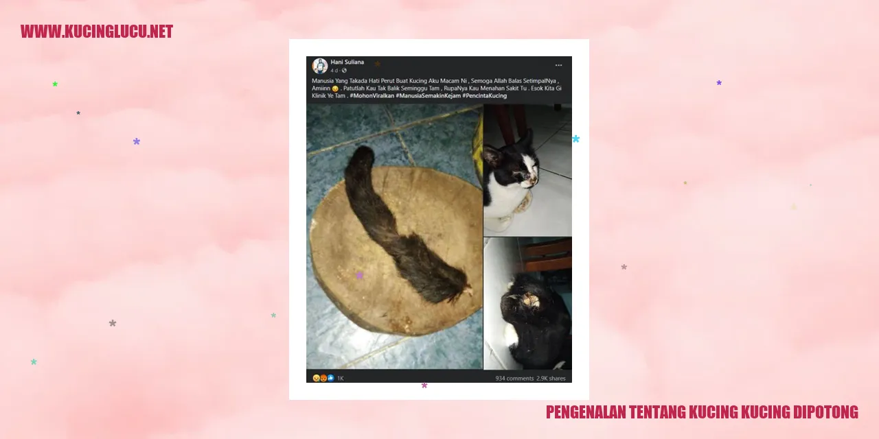 Kucing kucing dipotong