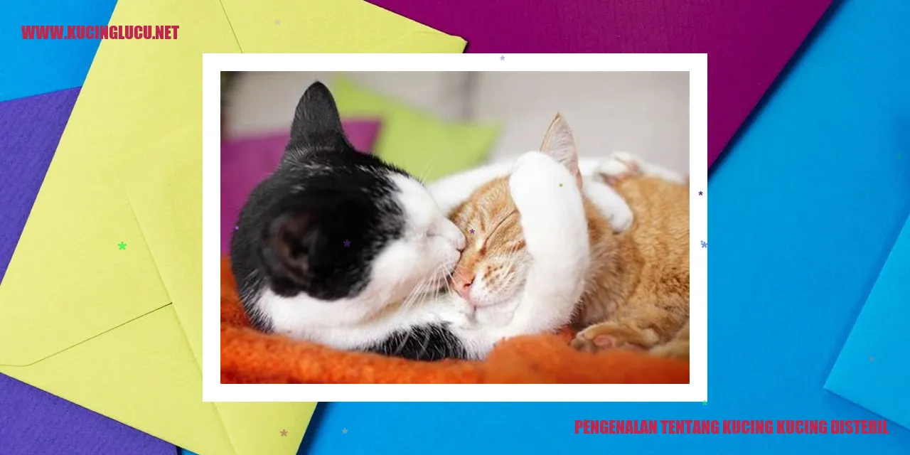 Gambar kucing
