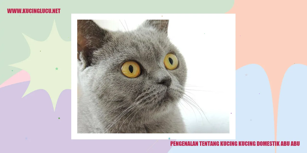 Kucing domestik abu-abu yang memesona
