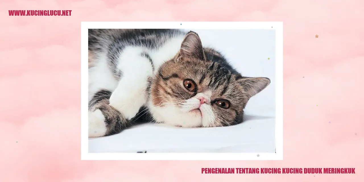 Gambar kucing duduk meringkuk