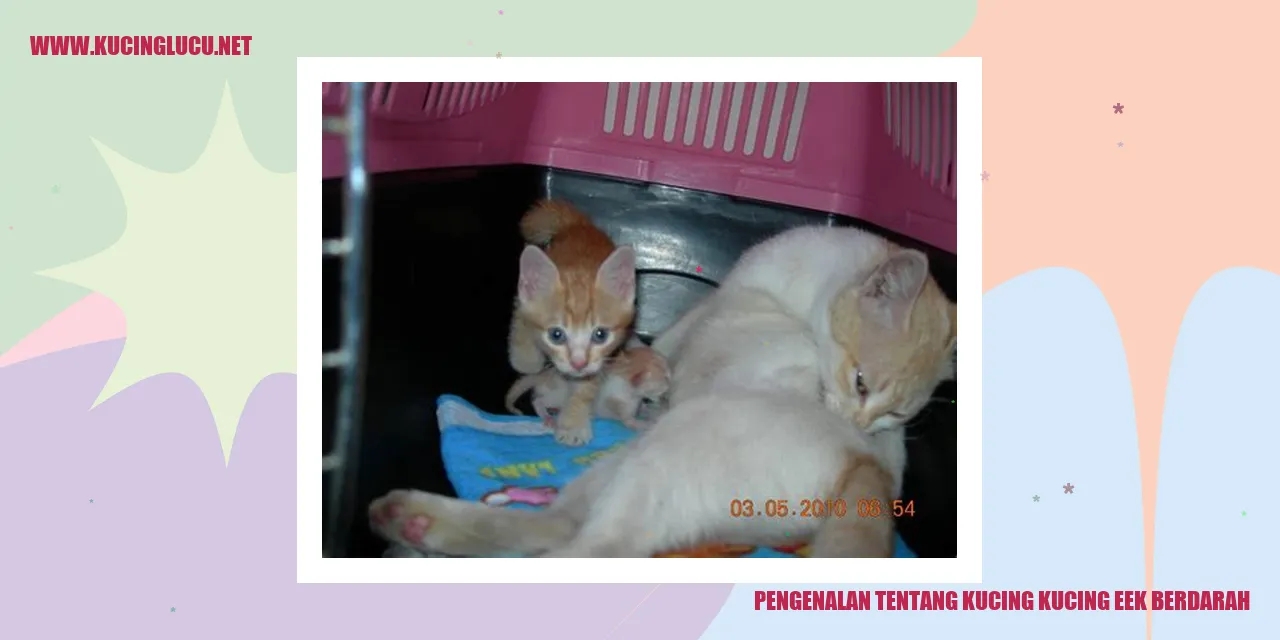 Pengenalan tentang Kucing kucing eek berdarah