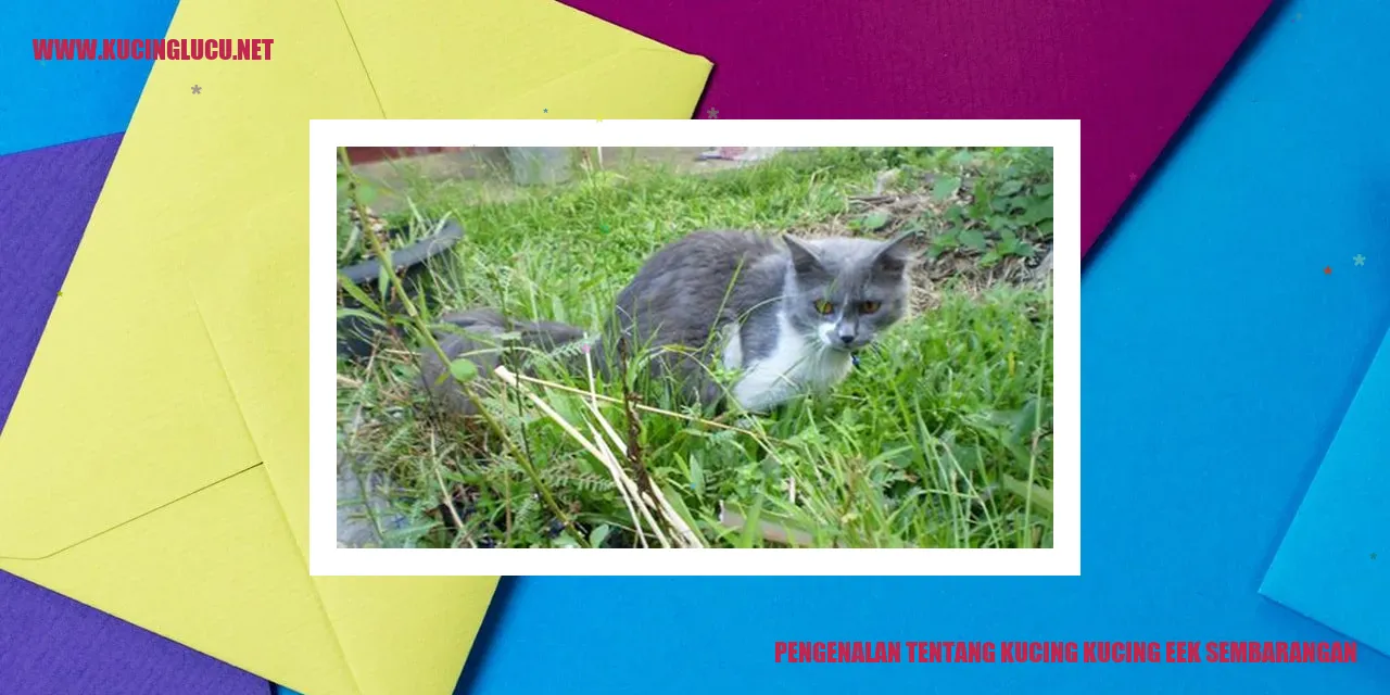 Gambar Kucing