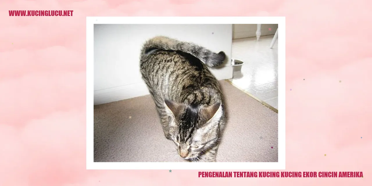 Kucing Ekor Cincin Amerika