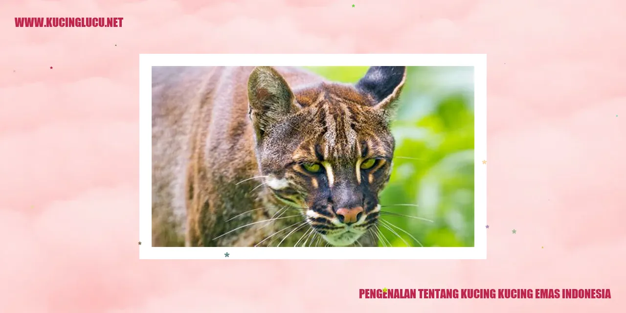 Kucing Kucing Emas Indonesia