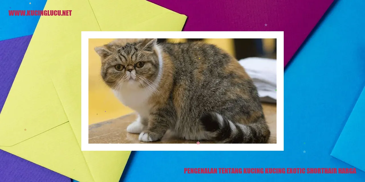 Kucing Exotic Shorthair