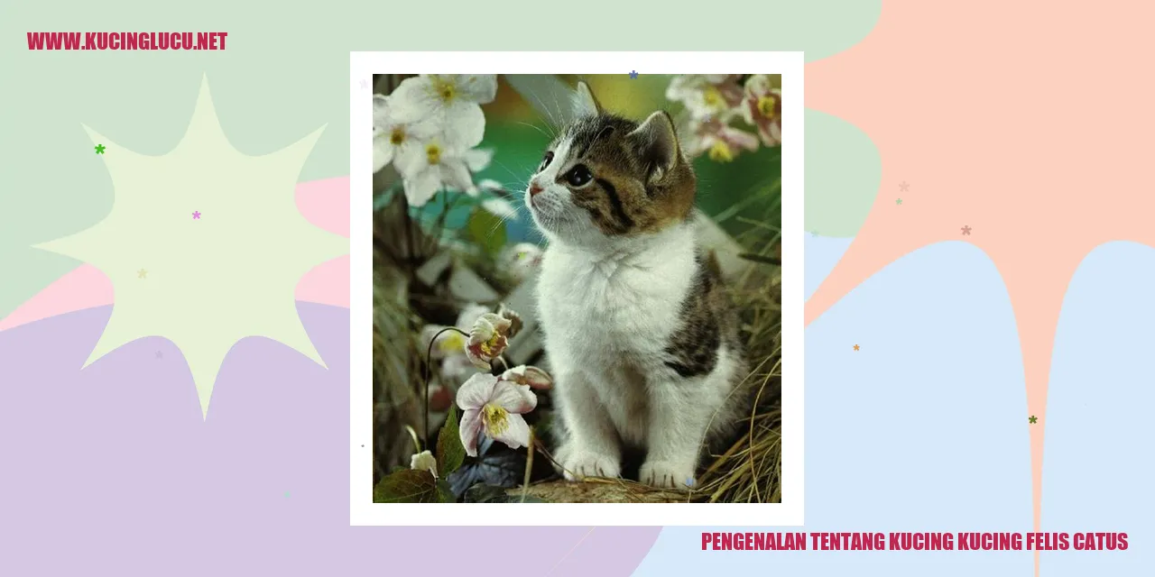 Kucing Felis Catus
