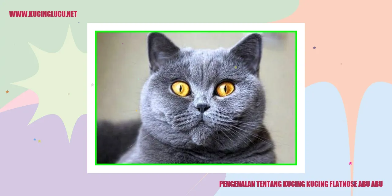 Kucing Flatnose Abu-abu