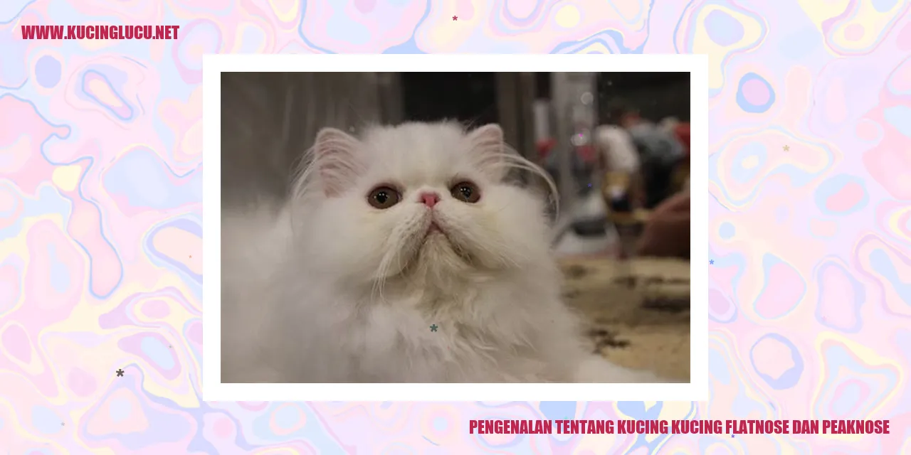 Kucing kepala pipih dan kepala tajam