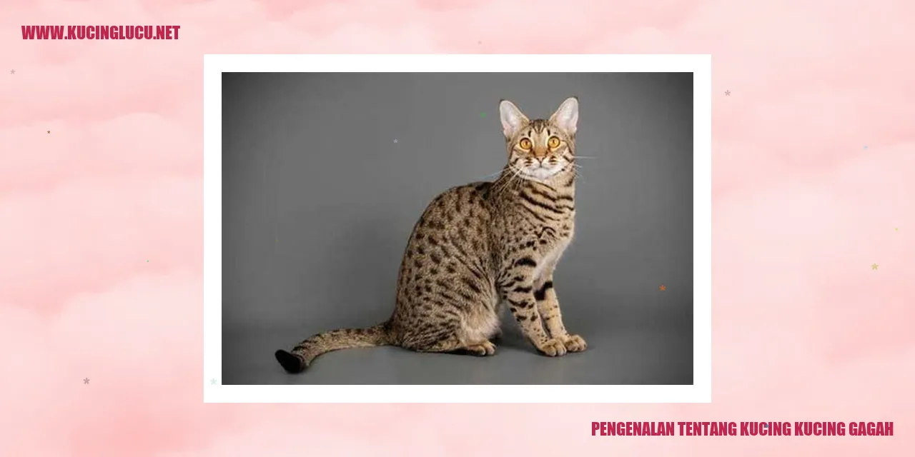 Kucing Gagah
