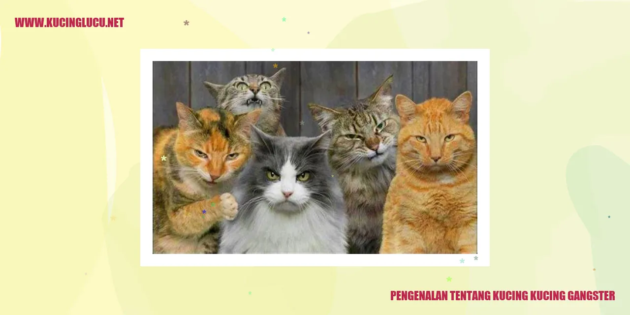 Gambar Kucing Gangster