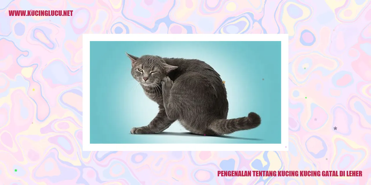 Kucing Gatal di Leher