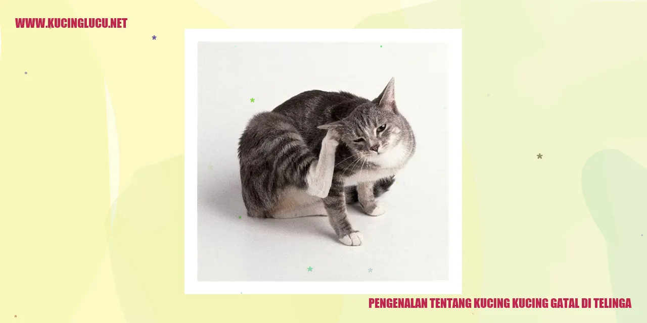 Kucing-kucing Gatal di Telinga
