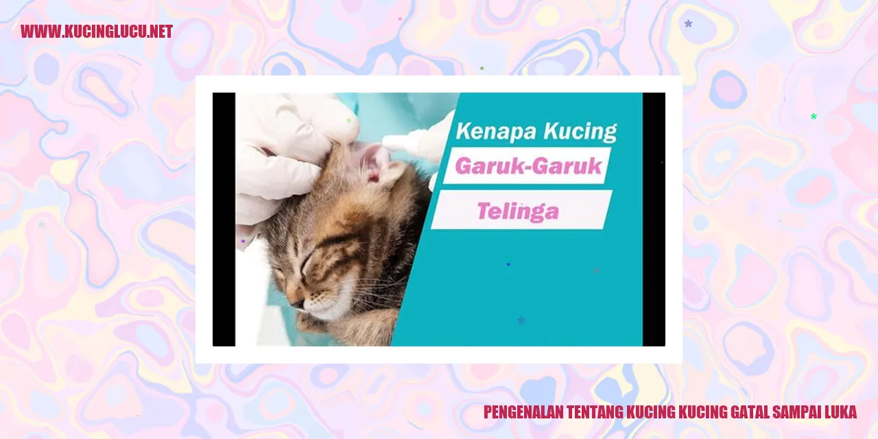 Kucing gatal sampai luka