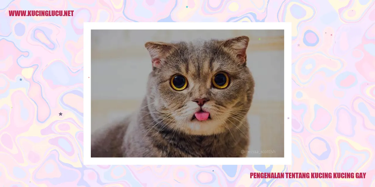 Kucing Bertingkah 'Gay'