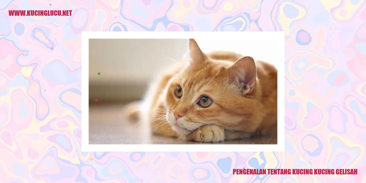 Gambar Kucing yang Gelisah