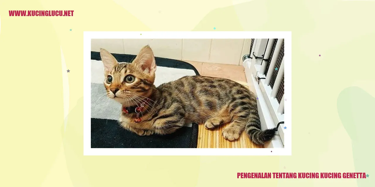 Gambar Kucing Genetta