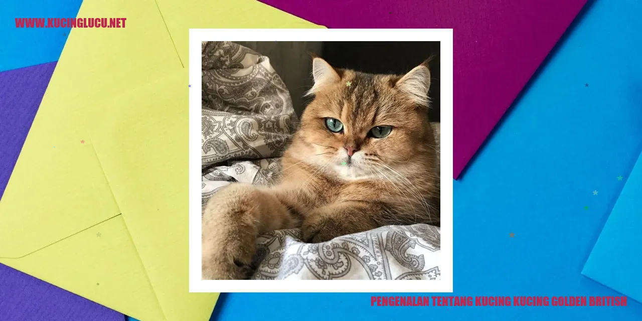 Kucing-Kucing Golden British