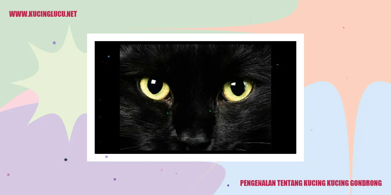 Kucing Kucing Gondrong