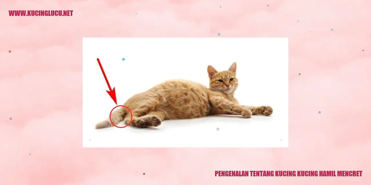 Ilustrasi Kucing Mengalami Mencret