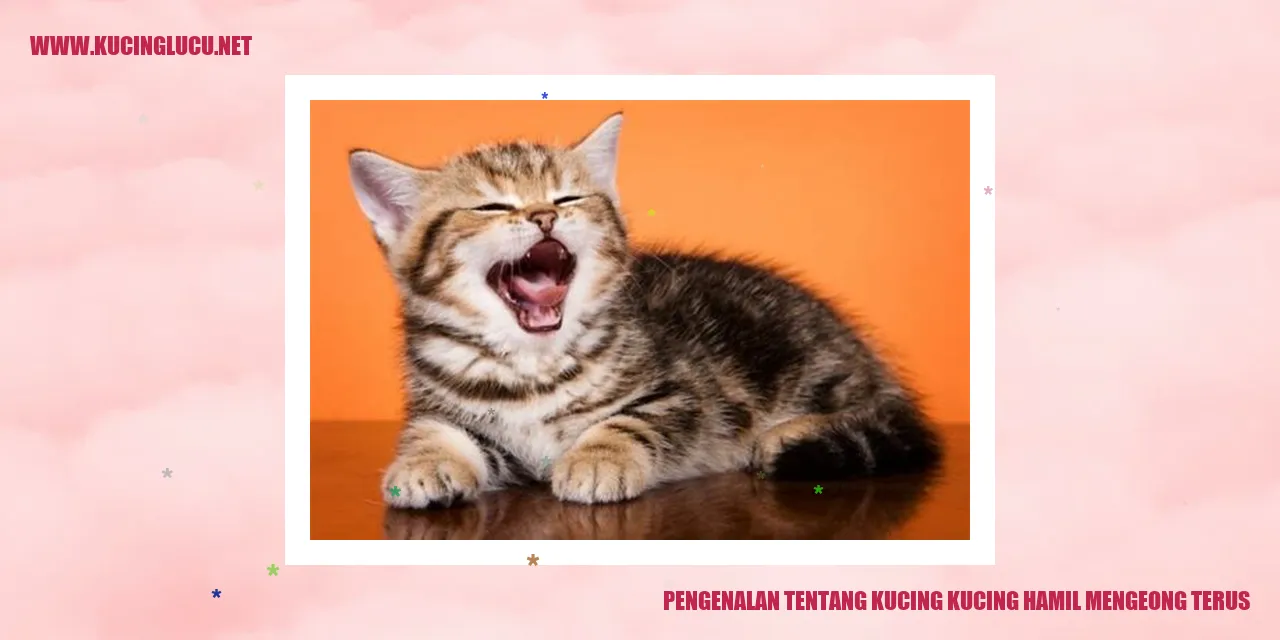 Gambar Kucing Hamil Mengeong