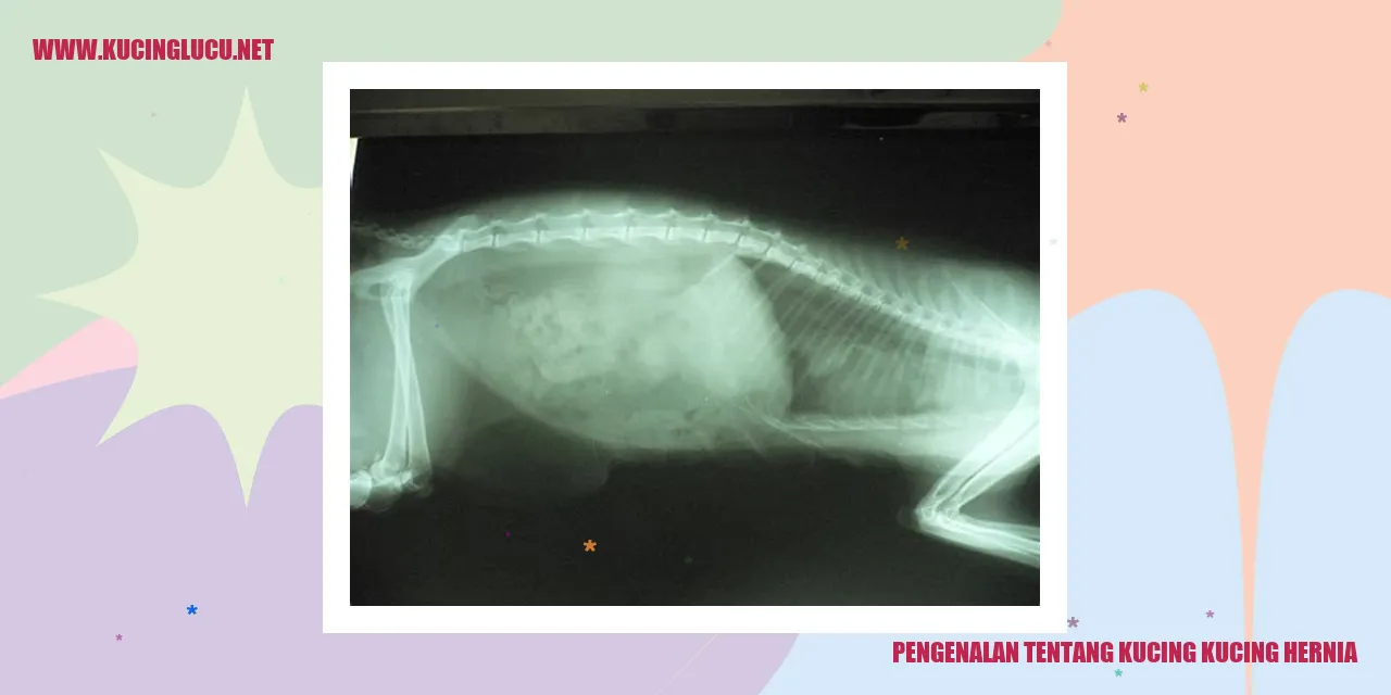Gambar Kucing Kucing Hernia