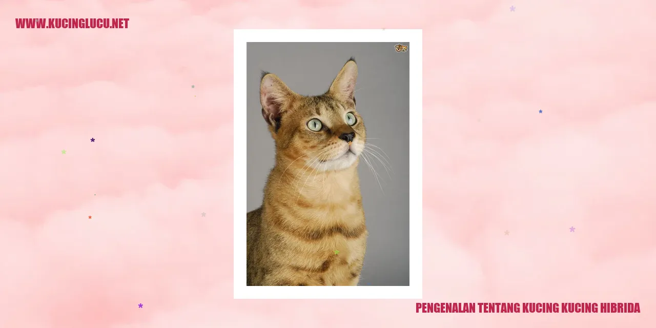 Kucing Hibrida