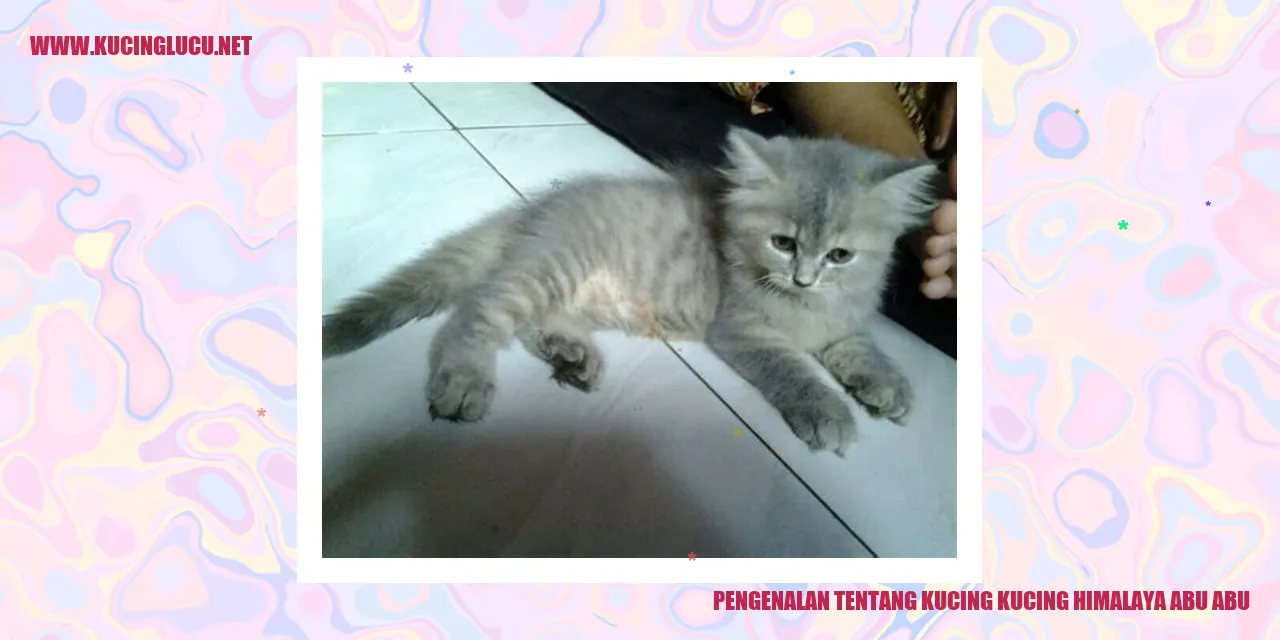 Gambar Kucing Himalaya Abu-abu