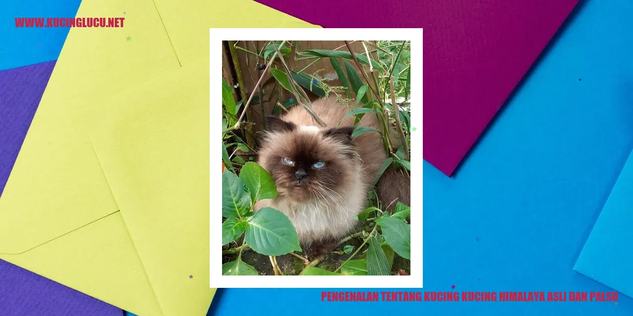 Kucing Himalaya Asli dan Palsu