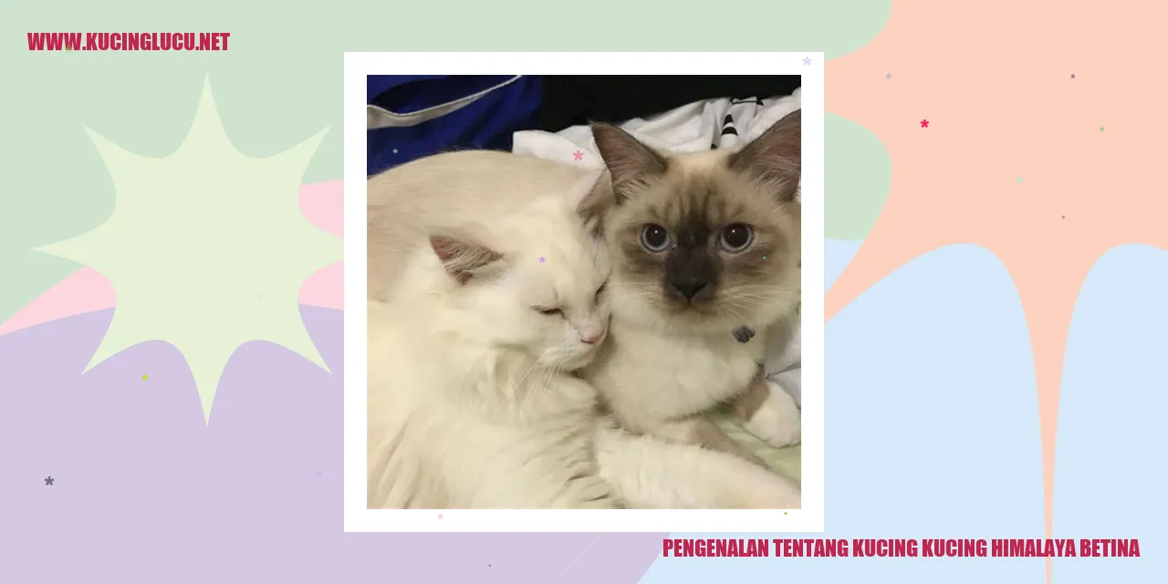 Foto Kucing Himalaya Betina