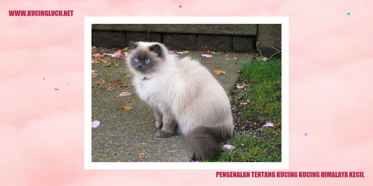 Kucing Himalaya Kecil